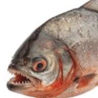 Piranha