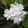 Jasmine