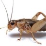 Cricket