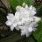 Jasmine