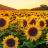 sunflowers