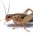 Cricket